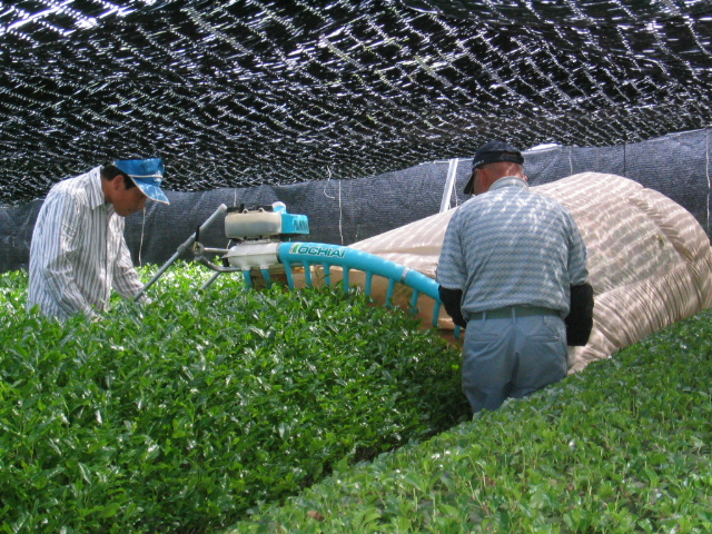 tea farm6