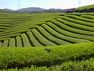 tea farm