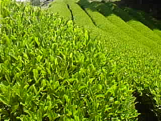 tea farm2
